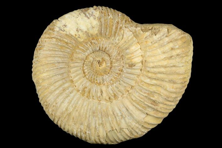 Jurassic Ammonite (Perisphinctes) Fossil - Madagascar #182007